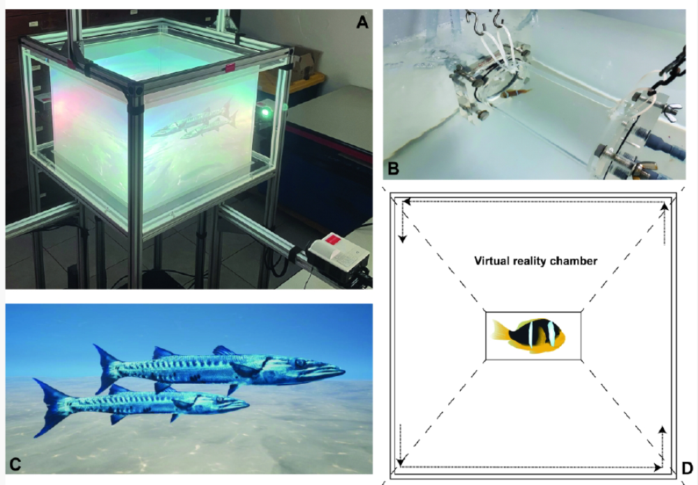 a photo of the experimental tank showing the barracuda movie, and the entrance tunnel into the tank for the clownfish a photo of the experimental tank showing the barracuda movie, and the entrance tunnel into the tank for the clownfish